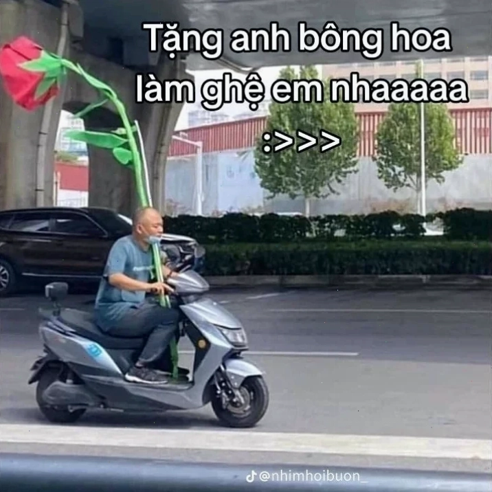 mèo tặng hoa gây rung động tặng em bông hoa meme rụng tim