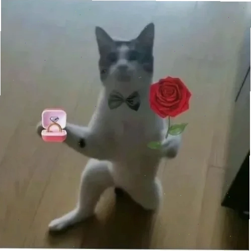 mèo tặng hoa hồng đỏ tặng em bông hoa meme tình cảm