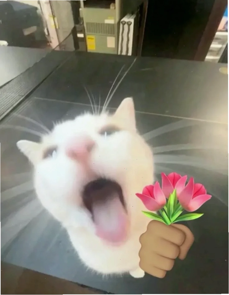mèo gửi lời yêu tặng em bông hoa meme yêu thương