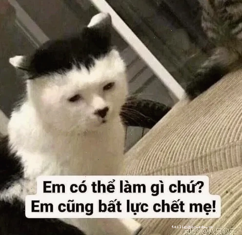 Meme vui thật vô nghĩa gif hài