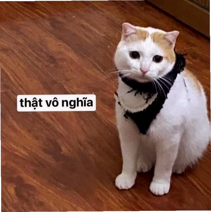 Meme viral thật vô nghĩa meme gif hài hước