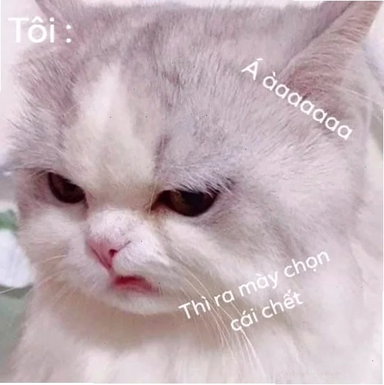 sáng suốt thì ra mày chọn cái chết meme sáng suốt