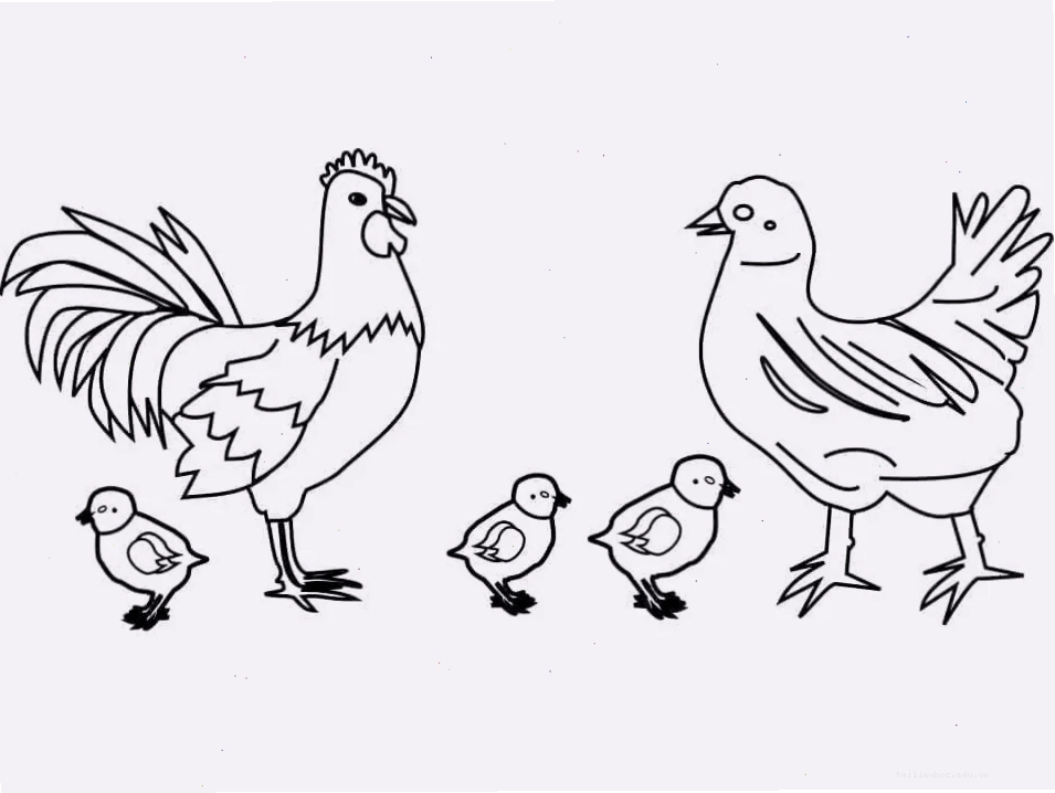 Mào gà đỏ tô màu gà trống mào đỏ rực