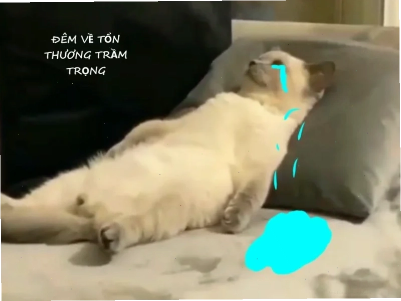 tổn thương meme tổn thương meme thực tế