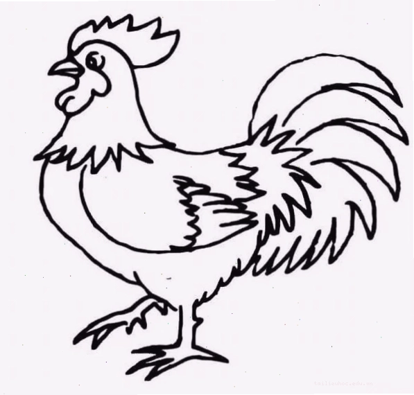 tranh con gà cho trẻ tô màu gà trống