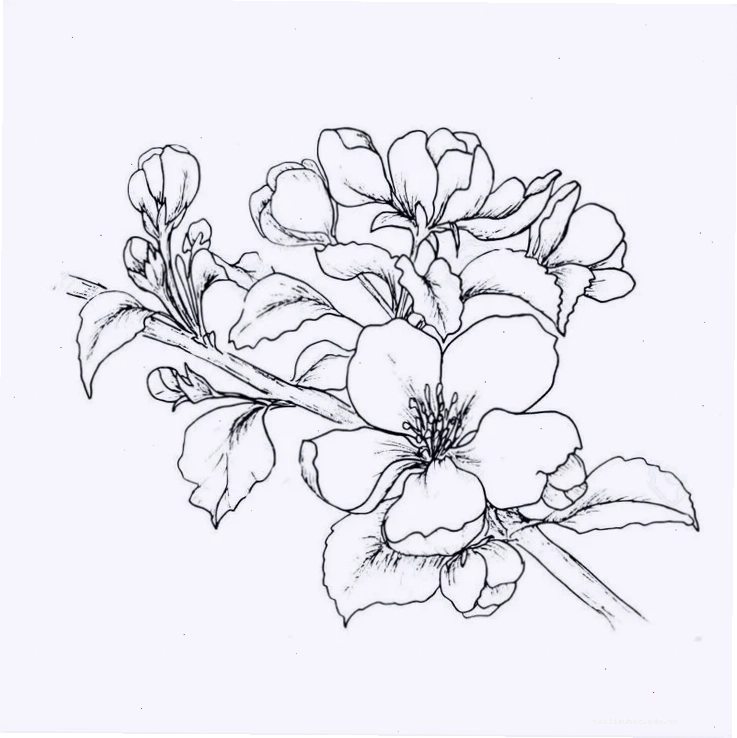 tranh hoa đào tô màu dễ thương