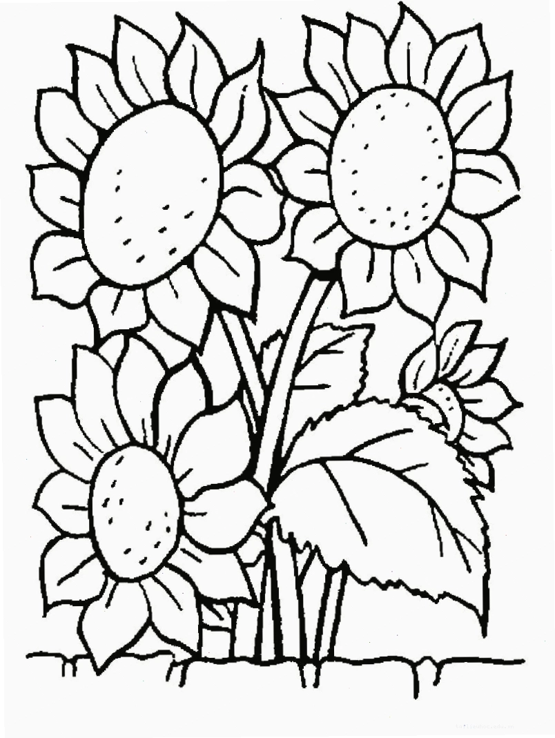 tranh tô màu bông hoa 6 cánh