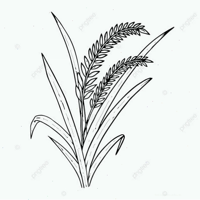 Lúa chín vàng Tranh tô màu lúa chín vàng rực rỡ