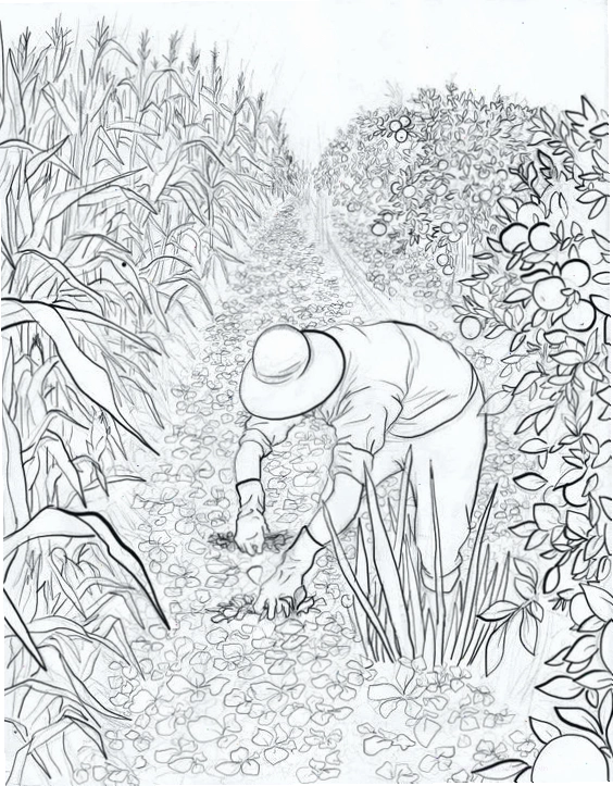 tranh tô màu sản phẩm nghề nông