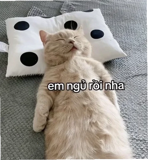 Tư thế ngủ lạ Tư thế ngủ khó đỡ trong ảnh meme mèo đi ngủ