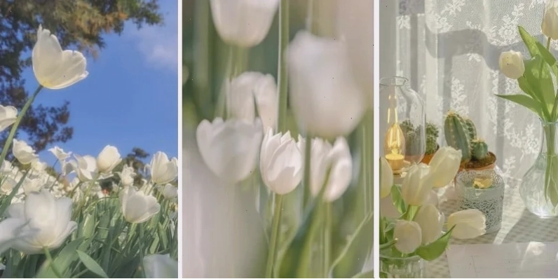 Tulip 4K sắc nét