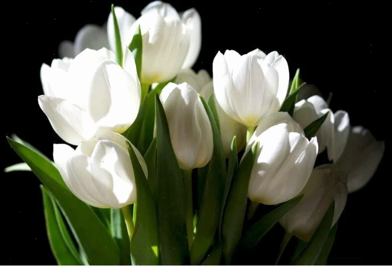 Tulip cam ấm áp