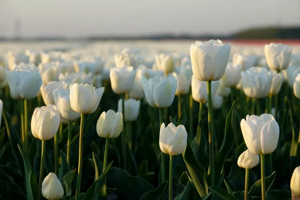 Tulip chiều tà