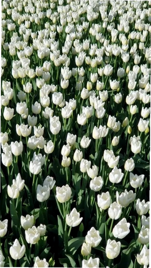 Tulip chụp cận cảnh
