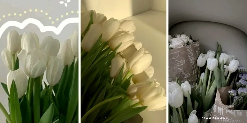 Tulip nhiều màu
