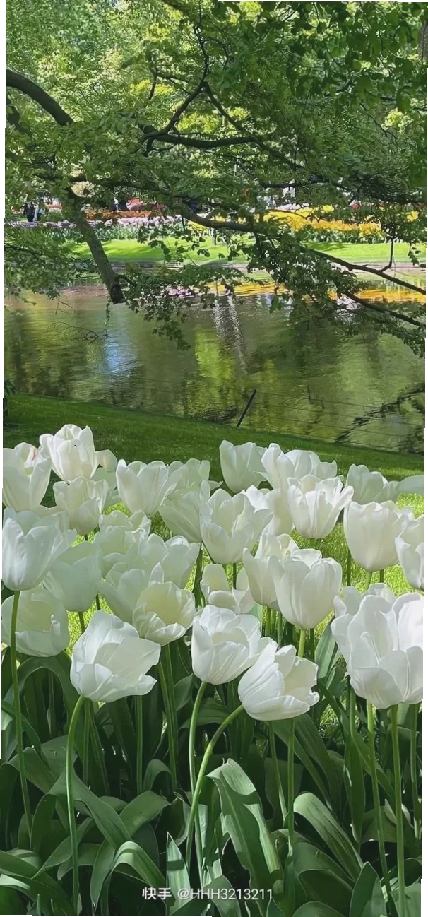 Tulip tại Hà Lan