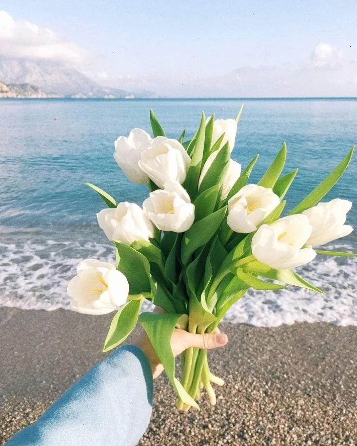 Tulip thiết kế phẳng