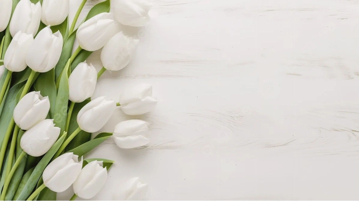 Tulip trắng nghệ thuật