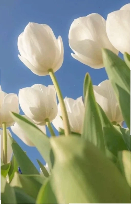 Tulip vàng rực rỡ