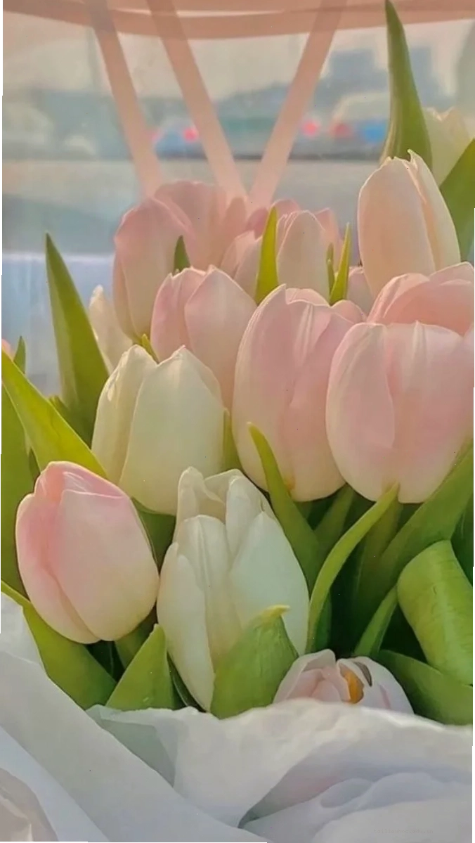 Tulip vào mùa xuân