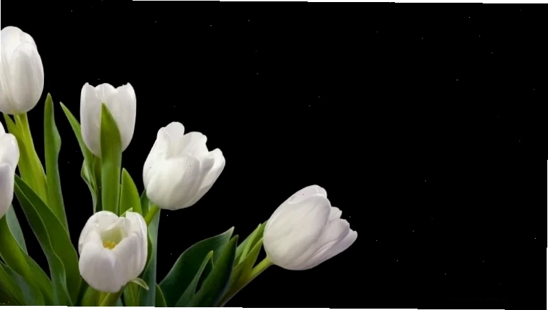 Tulip vẽ tay