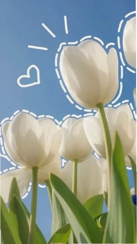 Tulip với sương sớm