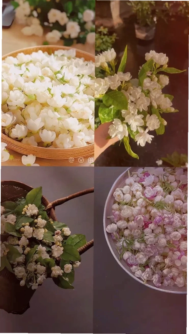 Vườn hoa nhài nở rộ dùng làm hình nền hoa nhài đẹp