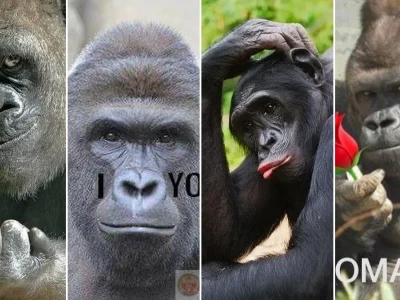 Bộ ảnh khỉ đột meme cực hài hước cho dân mạng giải trí
