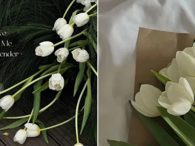 Bộ hình nền hoa tulip trắng đẹp mắt cho màn hình máy tính