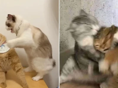 Bộ sưu tập 101 ảnh meme mèo đấm nhau siêu hài hước