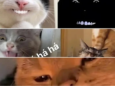 Bộ sưu tập ảnh cười meme mèo bựa cực hài hước