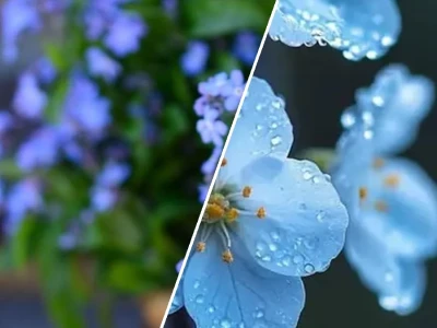 Bộ sưu tập hình nền hoa lưu ly đẹp nhất dành cho bạn