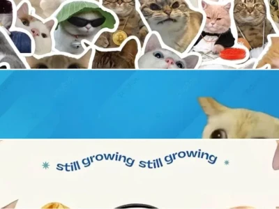 Bộ sưu tập hình nền máy tính mèo meme hài hước nhất