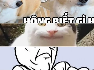 Bộ sưu tập meme không biết gì hết cực lầy lội thoát hiểm
