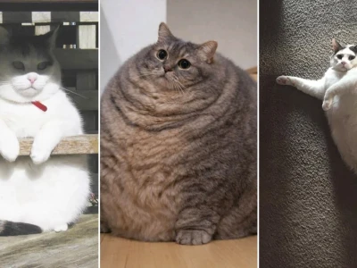 Bộ sưu tập meme mèo mập siêu đáng yêu và cực hài hước