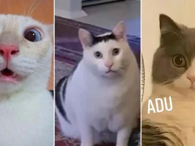 Bộ sưu tập meme mèo ngạc nhiên cực hài hước cho giới trẻ