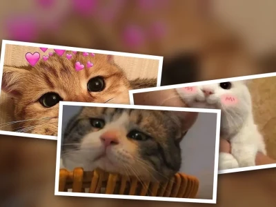 Bộ sưu tập meme mèo nhớ người yêu siêu bựa và đáng yêu