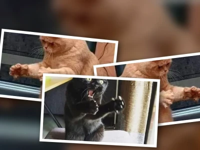 Bộ sưu tập meme mèo nó to như này này siêu hài hước