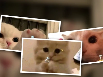 Bộ sưu tập meme mèo tặng nhẫn cực kỳ dễ thương cho bạn
