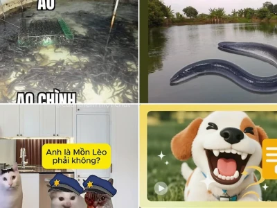Giải mã sức hút kỳ lạ từ out trình meme trên mạng xã hội