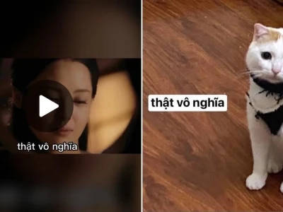 Giải mã trào lưu thật vô nghĩa meme siêu hài hước