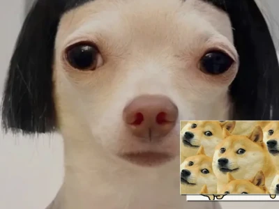 Khám phá bộ sưu tập ảnh con chó meme độc đáo và lầy lội