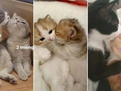 Khám phá sức hút từ trào lưu meme mèo hôn cực dễ thương