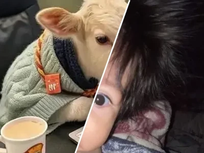 Meme avatar hài cùng trào lưu ảnh đại diện vô tri độc lạ