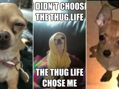 Meme chó chihuahua biểu cảm bá đạo siêu lầy lội cực hài