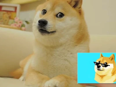 Meme chó Shiba hài hước cực đỉnh nhất năm 2026