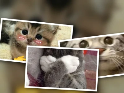 Meme mèo ngại ngùng cực đáng yêu cho hội nhóm