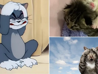 Meme mèo ôm đầu cực hài hước cho mọi trạng thái cảm xúc