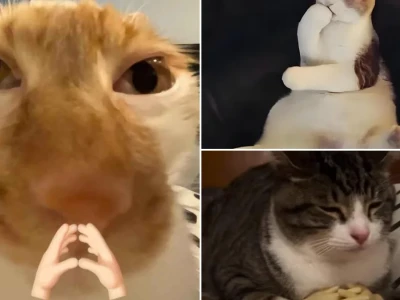 Meme mèo suy nghĩ biểu cảm cực hài khiến bạn bật cười