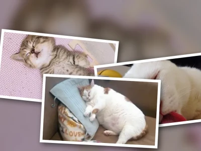 Mèo ngủ meme là liều thuốc cho tâm hồn sau ngày dài